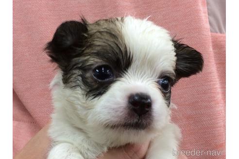 成約済の山口県のチワワ(ロングコート)-184851の2枚目